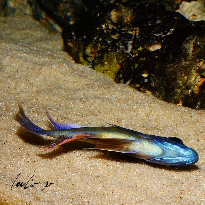 Protomelas sp. 'steveni taiwan' Taiwanee Reef